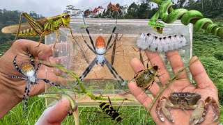 Hunting strawberry spiders and giant stick bugs‼️catch beetle grasshopper caterpillar snake crab [upl. by Nojid493]