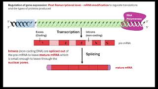 Gene regulation OCR A ALevel Biology Revision 611Cellular control [upl. by Eloc]