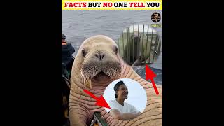 WHY DO WALRUS BREAK THEIR TEETH 😲😲 [upl. by Eiresed]