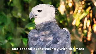 Chiribiquete National Park Heart of the Amazon [upl. by Viscardi]