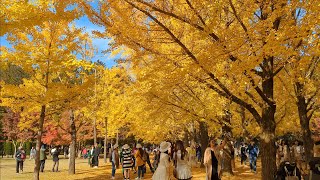 Korea Nami Island Beautiful Autumn Leaves Walk  30 Oct 2024  4K Video  Seoul  South Korea [upl. by Noroj453]