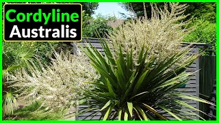 How To Grow Cordyline Australis in the UK Plant Care Tips [upl. by Nnaear]