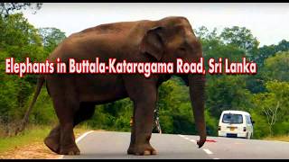 Elephants in Buttala Kataragama Road Sri Lanka [upl. by Eerak427]