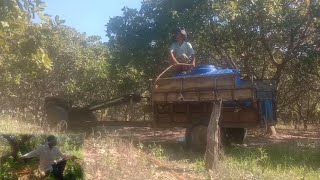 working in cashew farm  TRAPEANG PRASAT DISTRICT [upl. by Feledy]