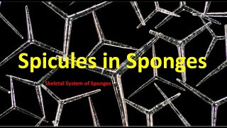 Types of Spicules in Sponges  Skeletal system in Porifera  spicules questions  NEET BSc Medical [upl. by Naruq633]