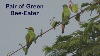 Asian green beeeater Merops orientalis [upl. by Risteau]