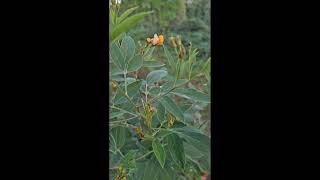 The Pigeon Peas are Blooming Finally [upl. by El]