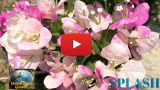 SPLASH bougainvillea Id SPLASH Beautiful mix white and light pink shade MamaEarthGarden1972 [upl. by Dermot]