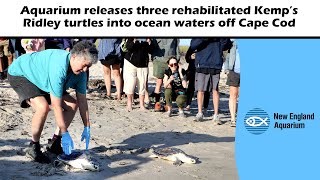 New England Aquarium releases 3 rehabilitated Kemp’s Ridley turtles into ocean waters off Cape Cod [upl. by Eibba505]