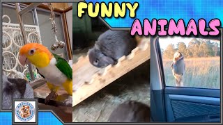 Compilation of funny animals 055 Choose what you liked most and leave a comment Subscribe [upl. by Susi]