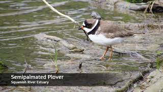 Semipalmated Plover [upl. by Einnoc264]