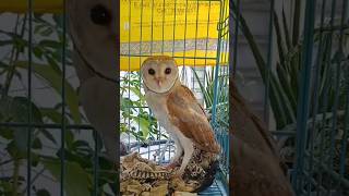 ഇതാണ് വെള്ളിമൂങ്ങ 🦉 Barn owl raised by rescuer urbanwildlife sarpa owls birdrescue [upl. by Garey]