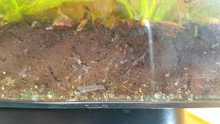 Amphipods scuds Burrowing in Soil Substrate [upl. by Elocin56]