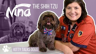 Grooming Nina the Shih Tzu  Kitty Talks Dogs  TRANSGROOM [upl. by Blandina]