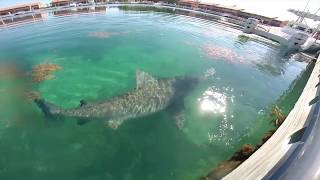 Bull Shark Encounter Bimini Bahamas [upl. by Akeemahs]