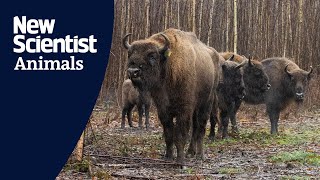 Bull released at rewilding project completes UK wild bison herd [upl. by Maximo486]