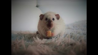 Cute siamese rat eat cheese [upl. by Centonze]