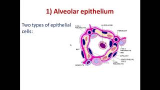 Histology of respiratory system part 3 bronchioles and resp portion [upl. by Prisca]