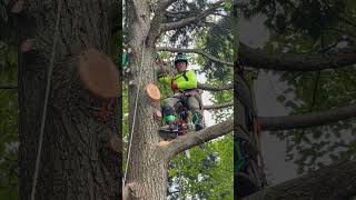 Huge Hemlock Puzzle arborcare climbing arborist treecare treeremoval treearborist [upl. by Ricard]