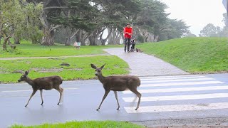 Pacific Grove Golf Links Front 9 [upl. by Ellehsat]