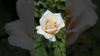 Creamcolored rose [upl. by Urbanus]