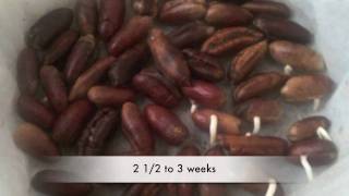 Date seed Germination [upl. by Assirec]