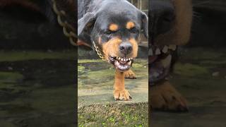 Angry Rottweiler barking sound angrypets cuteanimal angrypuppy cutepuppy pets funny angrydog [upl. by Adnohryt]