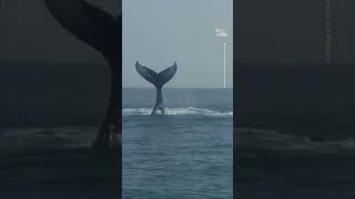 Humpback Whale Surprises Divers in Rare Sighting 🐋 [upl. by Yanal341]