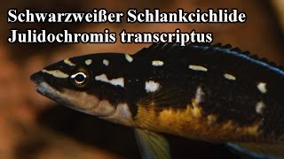 Schwarzweißer Schlankcichlide  Julidochromis transcriptus quotPembaquot 12 [upl. by Jori]