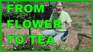 How to Harvest Chamomile and Make Chamomile Tea Complete Guide [upl. by Coshow]