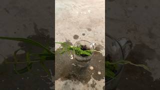 Indoorplants houseplants garden plants youtubeshorts trending beginners indoorplants shorts [upl. by Ydnim]