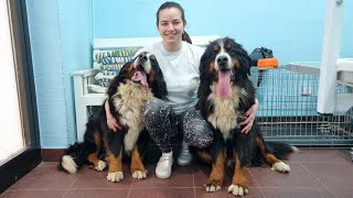 Grooming Two Bernese Mountain Dogs [upl. by Nosreme332]