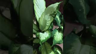 Dieffenbachia maculata Camilledieffenbachia mygardenlife mygardenmylove indoorplants shorts [upl. by Gail585]