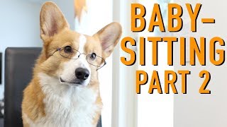 BABYSITTING part 2  Topi the Corgi [upl. by Sutherland]