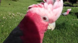 Pet Galahs  Bondi amp Bandit [upl. by Leahcimnaj646]