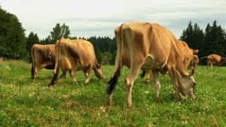 Jersey Cows A Dairy Farmers Commitment to Tradition and Quality [upl. by Routh]