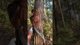 Withered fir is also easy to chop wood splitting tool chopping knife [upl. by Lipsey]