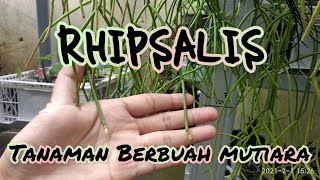 Rhipsalis Baccifera  mutiara Gantung rhipsalis cara Rawat [upl. by Etem]