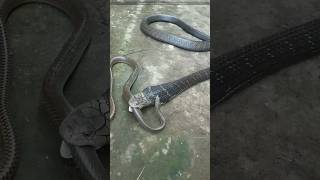 King Cobra क्यों इतना खतरनाक होता हैं 🤔🤯 By info fact News [upl. by Synn]