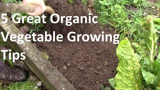 5 of the Best Organic Vegetable Growing tips [upl. by Cal]