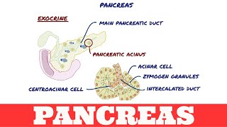 Histology of Pancreas [upl. by Zemaj]