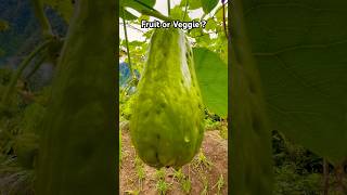 Chayote Is It a Fruit or Vegetable Discover Its True Nature plants travel [upl. by Ilhsa]