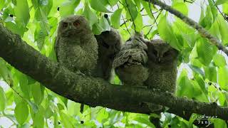 큰소쩍새 4형제collared scops owl [upl. by Feeley403]