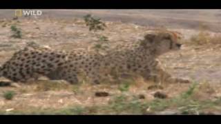 cheetahs huntings warthog watch in HD [upl. by Binetta129]