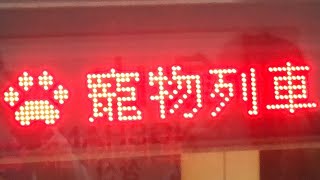 台北捷運寵物專車拍攝日常（狗狗列車篇） [upl. by Lynett200]