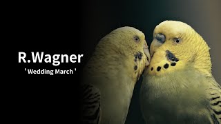 ワーグナー【結婚行進曲】RWagner【Wedding March】 [upl. by Dibrin176]