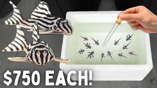 BREEDING Zebra Plecos  Made 12 Babies [upl. by Cthrine]