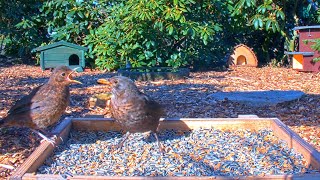 Visits Today  April 15 2020 Recke Germany  Duck Pheasant young Blackbird field work [upl. by Anih]