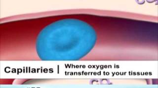 Types of Blood Vessels [upl. by Leohcin]