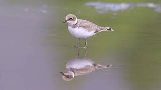 Little Ringed Plover [upl. by Jeddy]